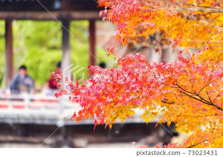 Naritasan Momiji Naritasan Momiji 73023431