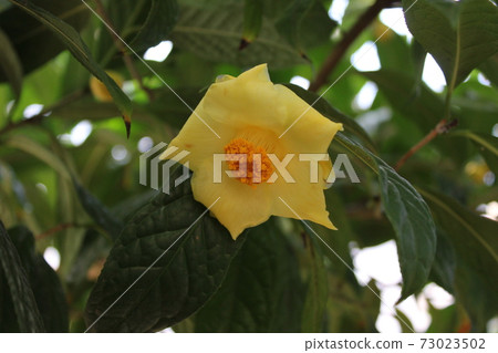 * Camellia * Camellia * Tsubaki * THUBAKI * * Camellia * Camellia * Tsubaki * THUBAKI * 73023502