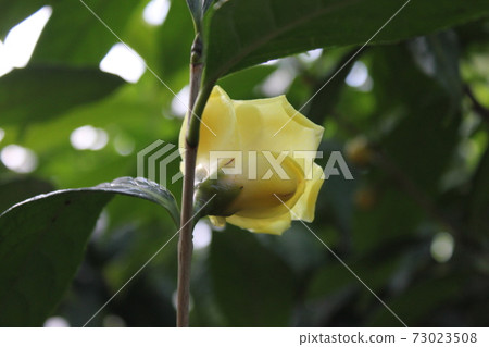 *山茶花*山茶花* Tsubaki * THUBAKI * *山茶花*山茶花* Tsubaki * THUBAKI * 73023508