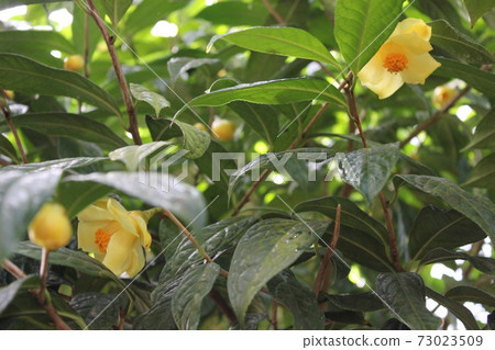 *山茶花*山茶花* Tsubaki * THUBAKI * *山茶花*山茶花* Tsubaki * THUBAKI * 73023509