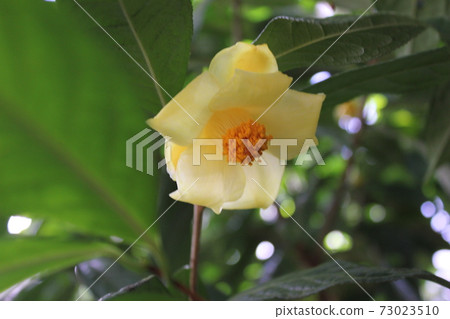 *山茶花*山茶花* Tsubaki * THUBAKI * *山茶花*山茶花* Tsubaki * THUBAKI * 73023510