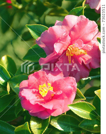 Beautiful sasanqua (sasanqua) (natural texture) Beautiful sasanqua (sasanqua) (natural texture) 73023511