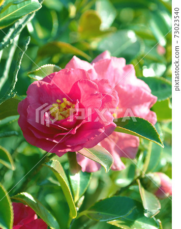 Beautiful sasanqua (sasanqua) (natural texture) 73023540