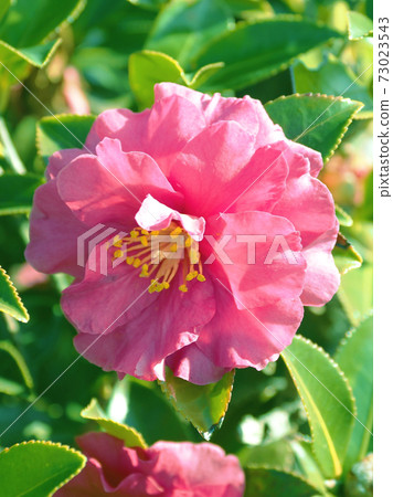 美麗的茶梅（茶梅）（自然紋理） 73023543