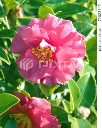 美麗的茶梅（茶梅）（自然紋理） 73023545