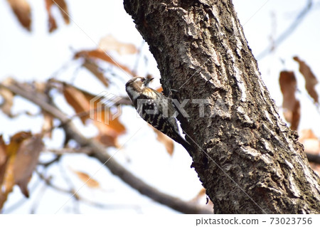 Kogera 201229am 11:51 73023756