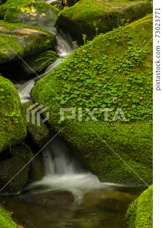 Mossy Valley, Gangwon Province Mossy Valley, Gangwon Province 73023771