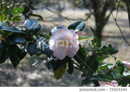 *山茶花*山茶花* Tsubaki * THUBAKI * *山茶花*山茶花* Tsubaki * THUBAKI * 73024344