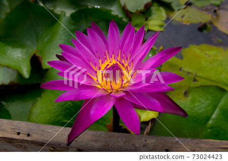 pink lotus 73024423