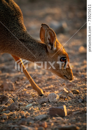 Close-up of Kirk dik-dik head and leg 73025011