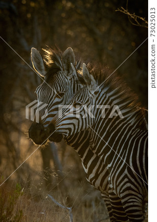 Close-up of Hartmann mountain zebra with mother 73025013