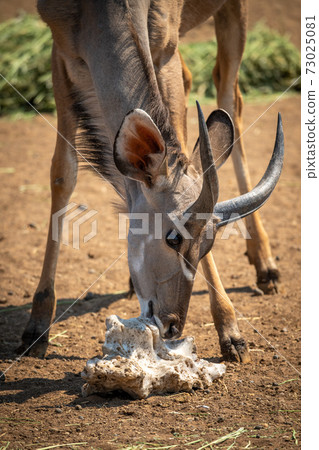 Close-up of male greater kudu with salt Close-up of male greater kudu with salt 73025081