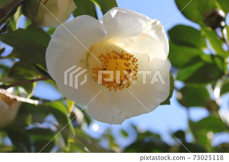* Camellia * Camellia * Tsubaki * THUBAKI * * Camellia * Camellia * Tsubaki * THUBAKI * 73025118