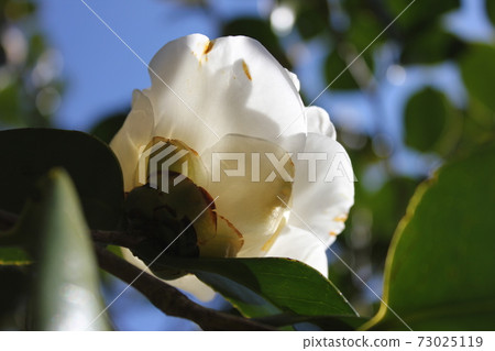 * Camellia * Camellia * Tsubaki * THUBAKI * * Camellia * Camellia * Tsubaki * THUBAKI * 73025119