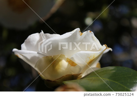 * Camellia * Camellia * Tsubaki * THUBAKI * * Camellia * Camellia * Tsubaki * THUBAKI * 73025124