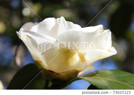 * Camellia * Camellia * Tsubaki * THUBAKI * 73025125