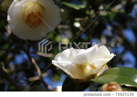 *山茶花*山茶花* Tsubaki * THUBAKI * *山茶花*山茶花* Tsubaki * THUBAKI * 73025130