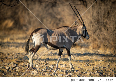Gemsbok walks over rocks near dense bushes 73025356