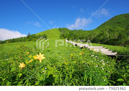 日光Kirisuge高原Kisuge在平坦的花園裡盛開 73025362