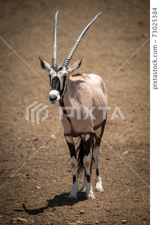 Gemsbok stands on stony ground in sunshine 73025384