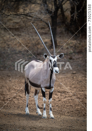 Gemsbok stands on stony ground by trees Gemsbok stands on stony ground by trees 73025388