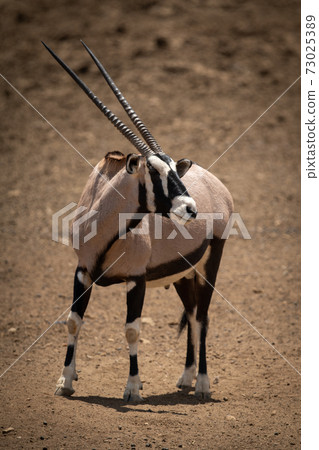 Gemsbok stands on rocky ground turning head Gemsbok stands on rocky ground turning head 73025389