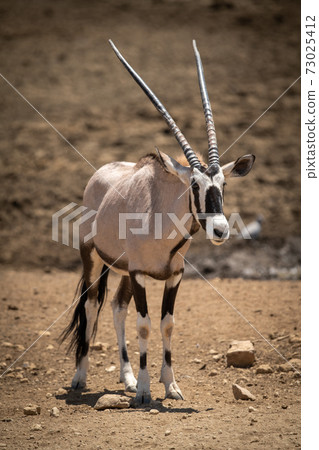 Gemsbok standing in sunshine on rocky ground 73025412