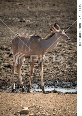 Female greater kudu stands by muddy waterhole 73025430