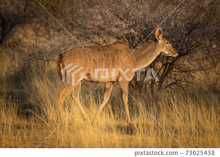 Female greater kudu passes thornbush in grassland Female greater kudu passes thornbush in grassland 73025438
