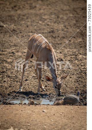 Female greater kudu drinking from muddy waterhole Female greater kudu drinking from muddy waterhole 73025439