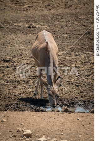 Female greater kudu drinks from muddy waterhole Female greater kudu drinks from muddy waterhole 73025440