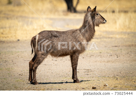 Female common waterbuck stands in profile staring Female common waterbuck stands in profile staring 73025444