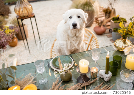 White dog sitting at the festively decorated table 73025546