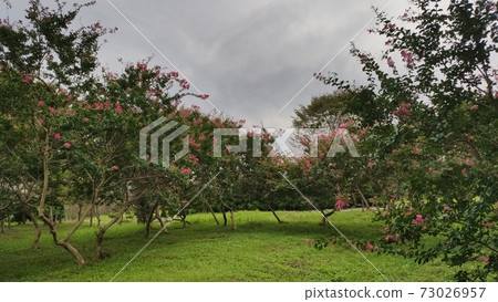 Berong tree 73026957