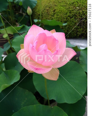 蓮花 蓮花 73027118