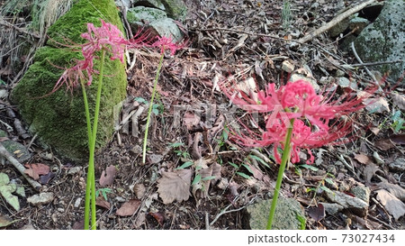 荔枝花 荔枝花 73027434
