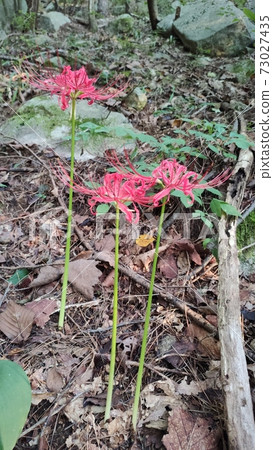 荔枝花 73027435