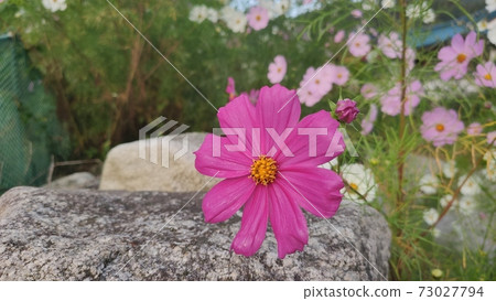 Cosmos Cosmos 73027794