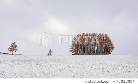 北海道美榮町,輕柔的七山連黃葉和雪,11月 北海道美榮町,輕柔的七山連黃葉和雪,11月 73028094