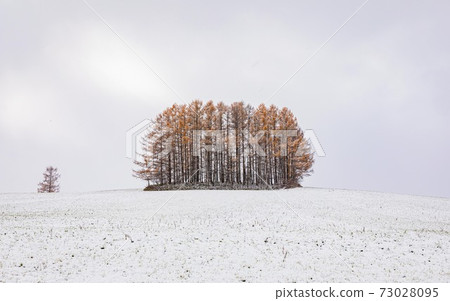 北海道美榮町,輕柔的七山連黃葉和雪,11月 北海道美榮町,輕柔的七山連黃葉和雪,11月 73028095