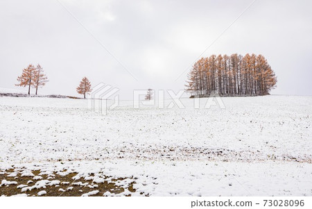 北海道美榮町,輕柔的七山連黃葉和雪,11月 北海道美榮町,輕柔的七山連黃葉和雪,11月 73028096