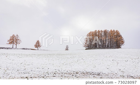 北海道美榮町，輕柔的七山連黃葉和雪，11月 73028097