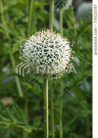 Echinops flower Echinops flower 73028397