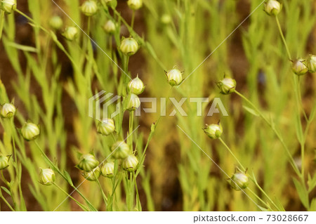 Flax field close up 73028667