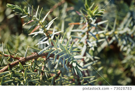 Evergreen shrub 73028783