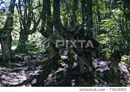 Magic forest Magic forest 73028902