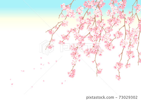 垂枝櫻花的背景矢量圖 73029302