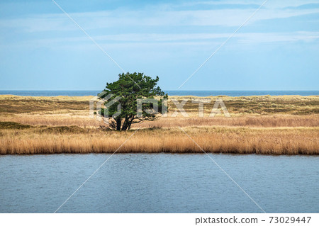 Tree in the reeds on shore of the Baltic Sea 73029447