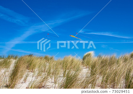 Dune grass and kiteflying in Warnemuende, Germany Dune grass and kiteflying in Warnemuende, Germany 73029451