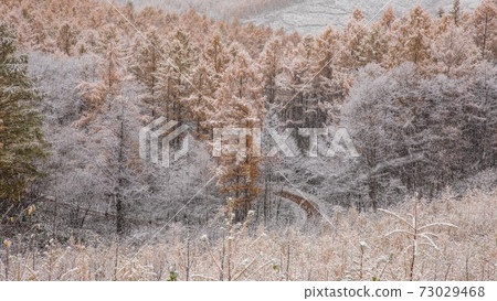 Biei-cho, Hokkaido Yellow leaves and snow November 73029468